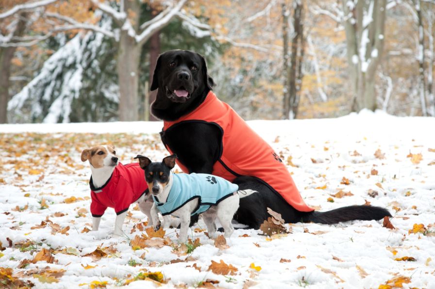 Psy v móde kopírujú svoje pánov