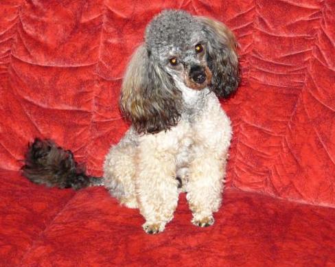 Zápal močového mechúra