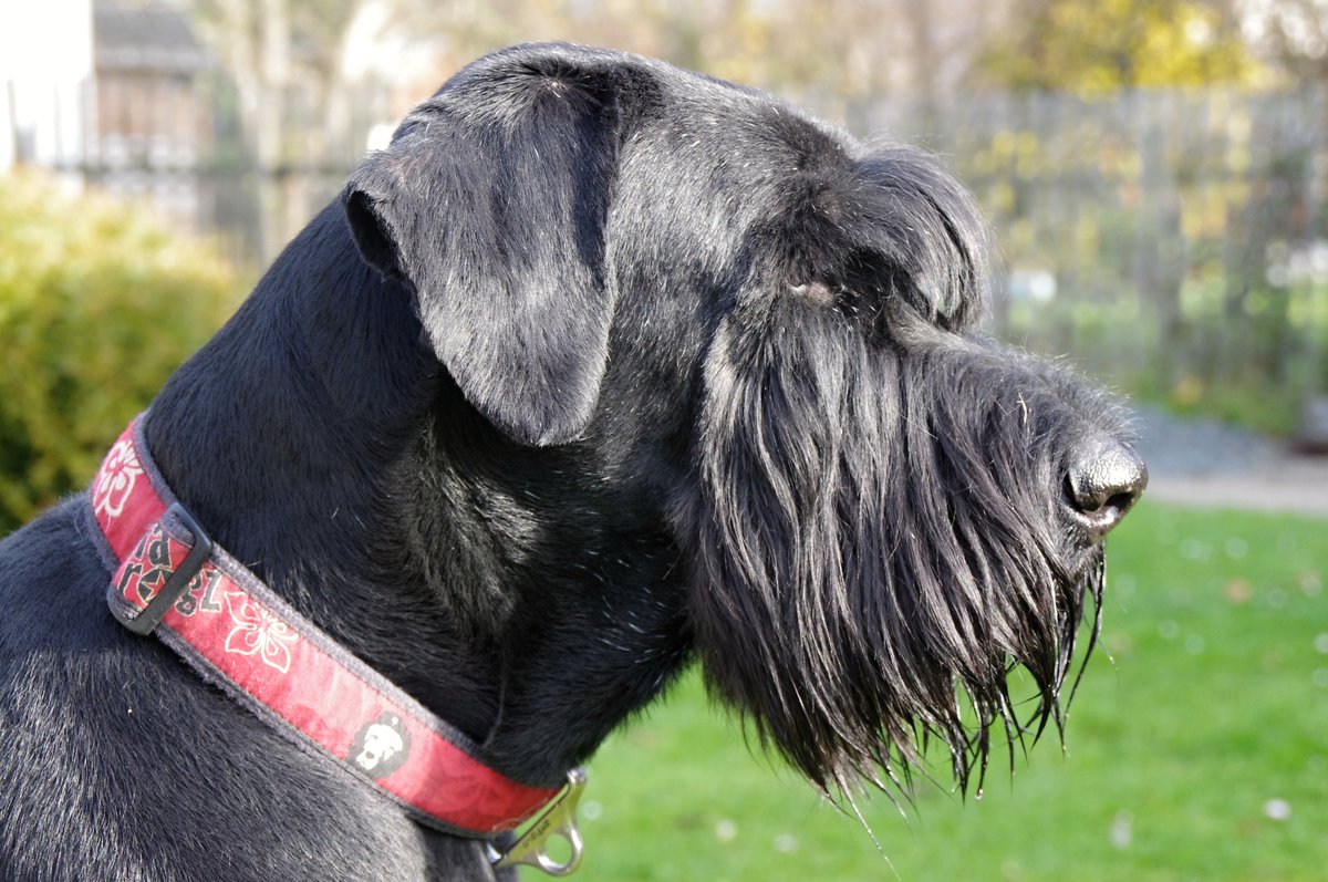 základné inštinkty