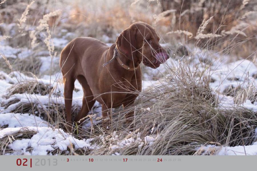 Tip: Kalendár pre nadáciu Dobrý anjel