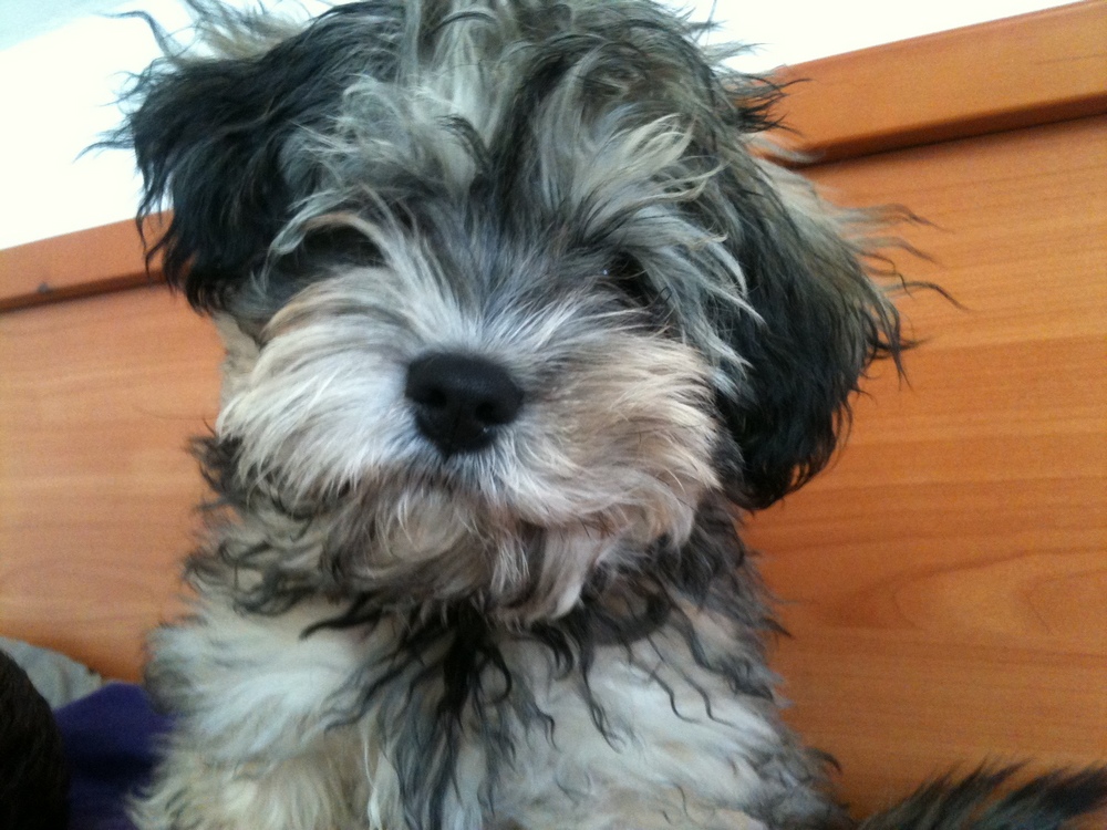 Šteňa hryzie dvere a narieka