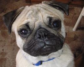 Prechod na BARF & # 8211; čo budete potrebovať?