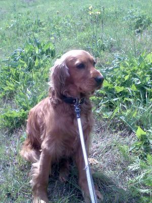 So psami pozor v lese na kontakty s diviakmi