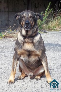 Starší psíci na adopciu