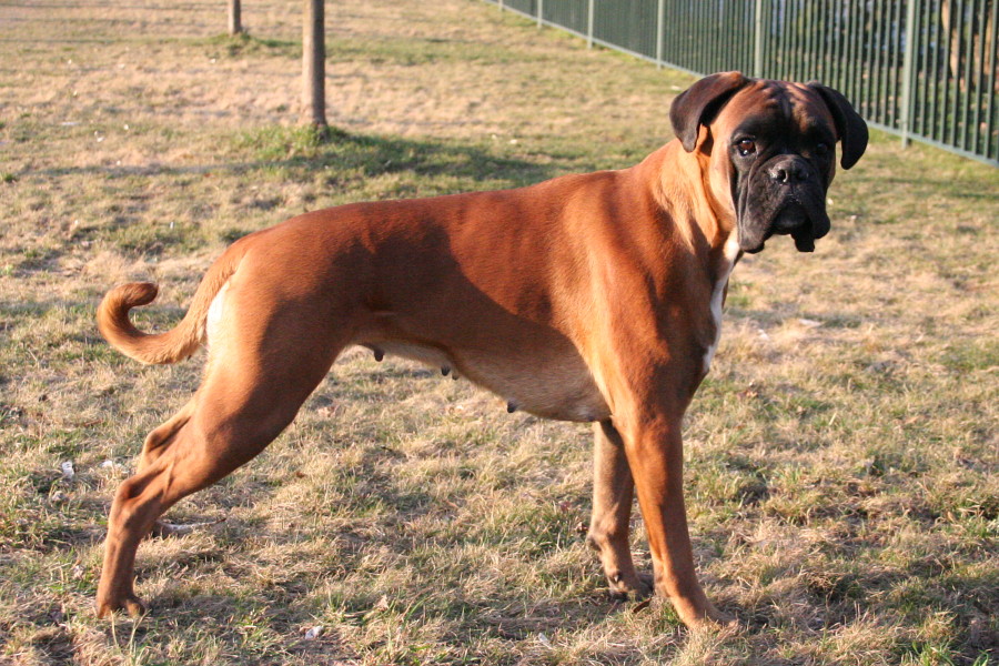 Majiteľom psov ide flirtovanie ľahšie