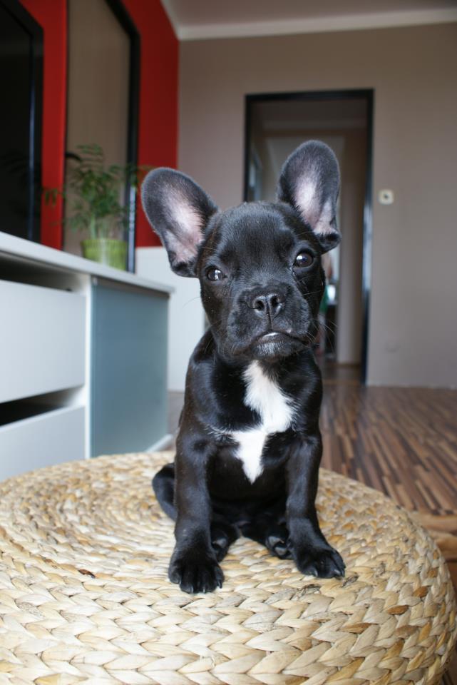 Valentín pre vaše psie miláčikov