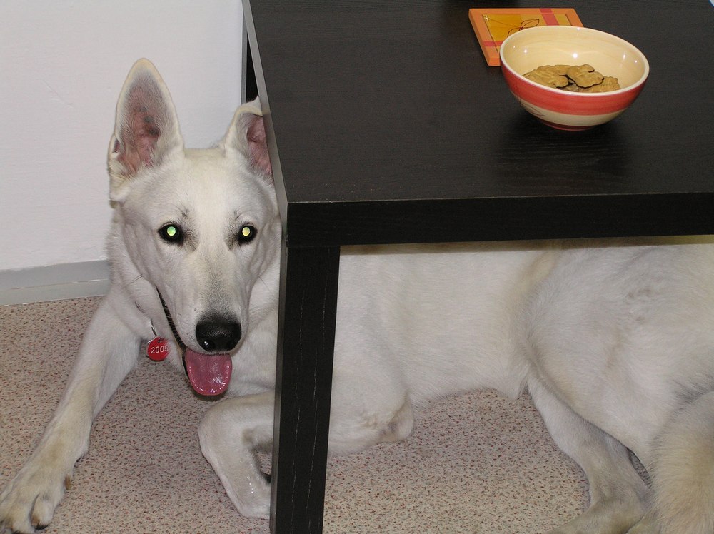 Psie strachy a ich príčiny