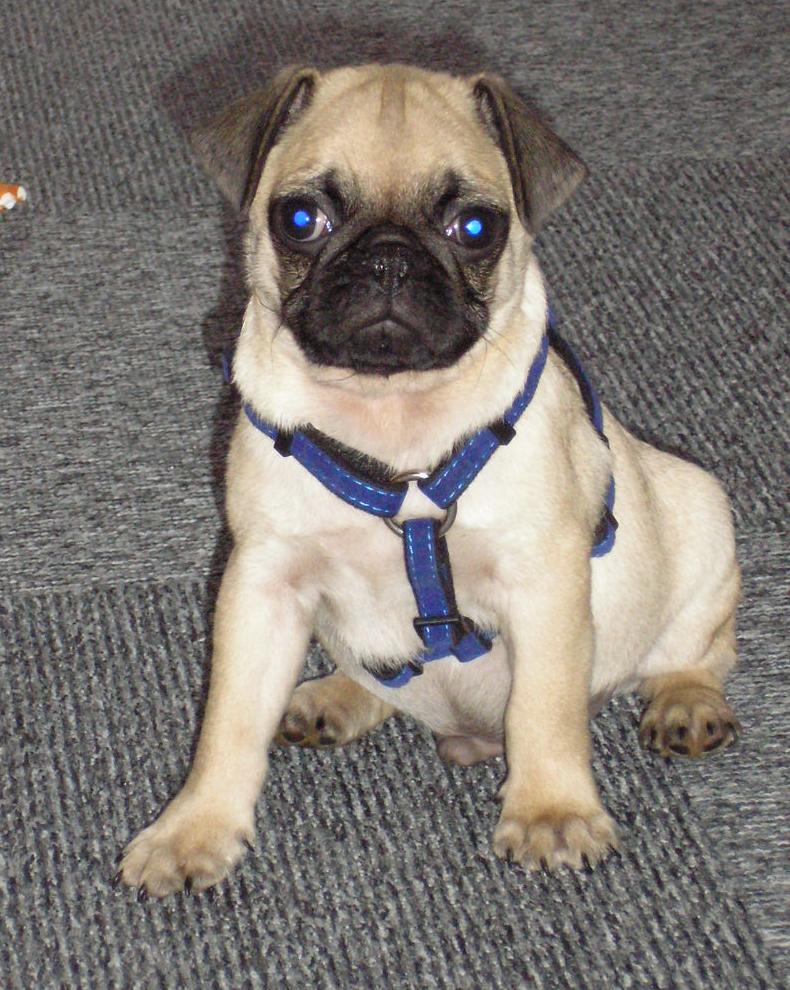 Kŕmna dávka & # 8211; BARF