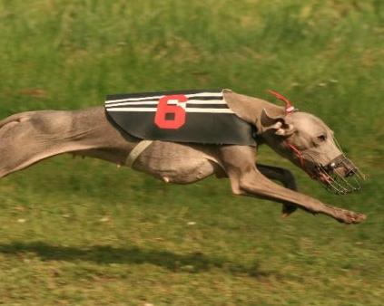 Tréningy a dostihy Kolín 2013