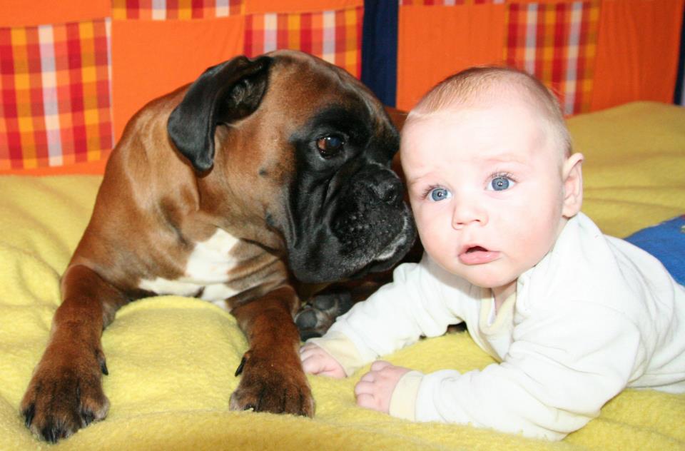 Ako pes ovplyvňuje dieťa?