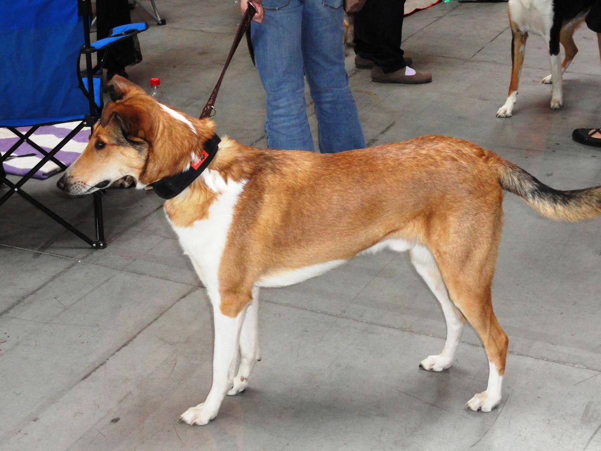 Učenie strihanie pazúrikov