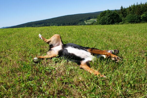 Váľanie v mršinách ako zdedené správanie