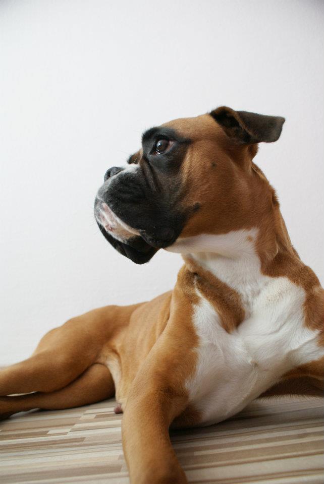 Kosti v psím jedálničku