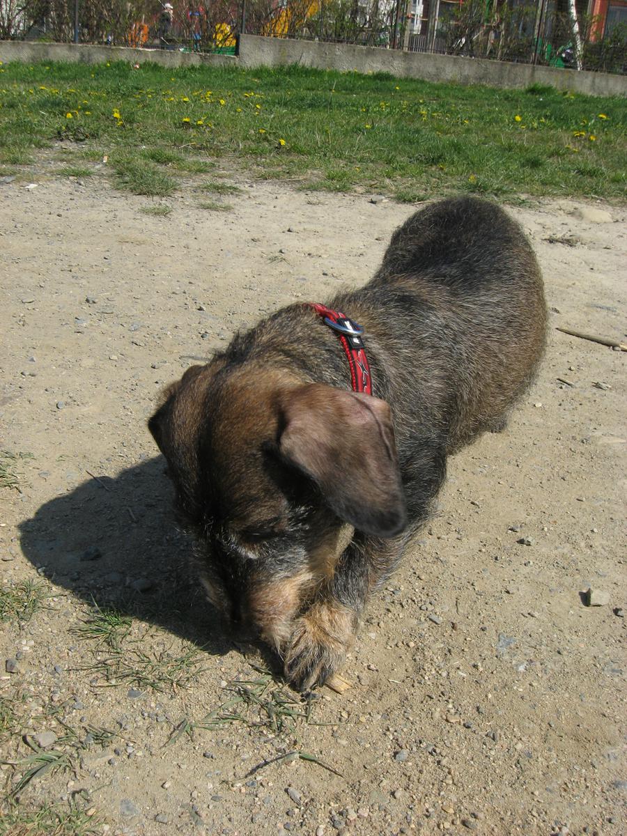 Pásomnica, to je škaredé slovo