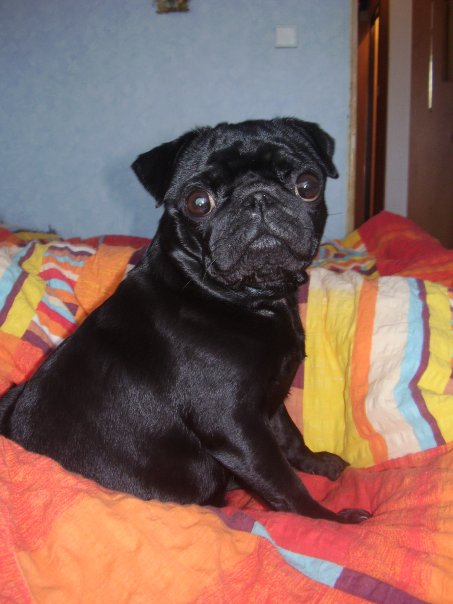 Zaujímavosti & # 8211; psi u kráľovského dvora