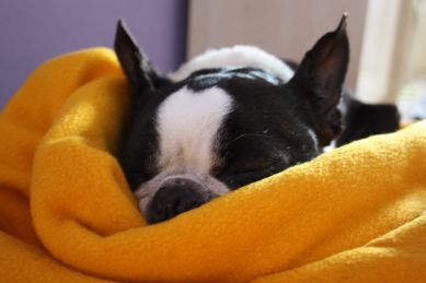 Dovolenka pre psa nie je pod psa