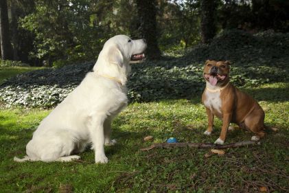 Desatoro dôvodov, prečo nezanedbať ochranu pred vnútornými parazitmi