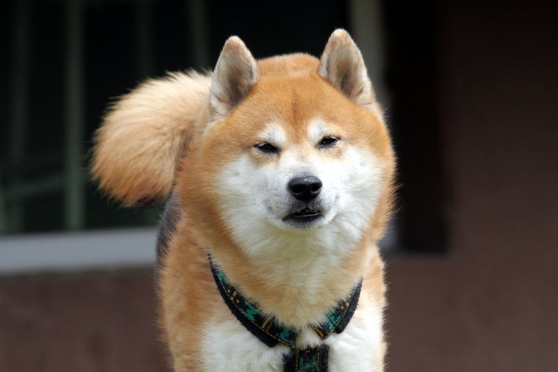 Hra na pachové práce