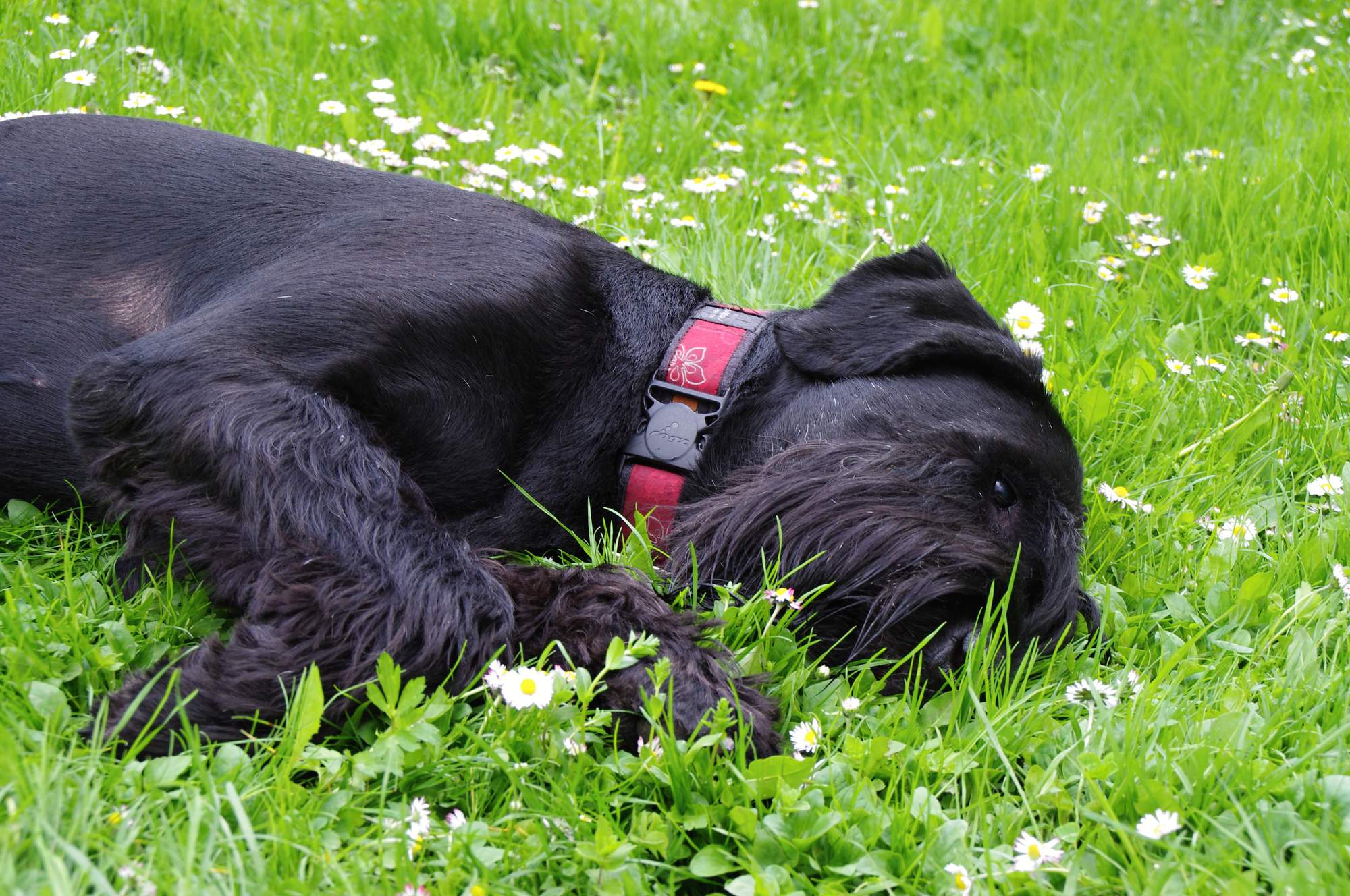 Liečba lymskej boreliózy