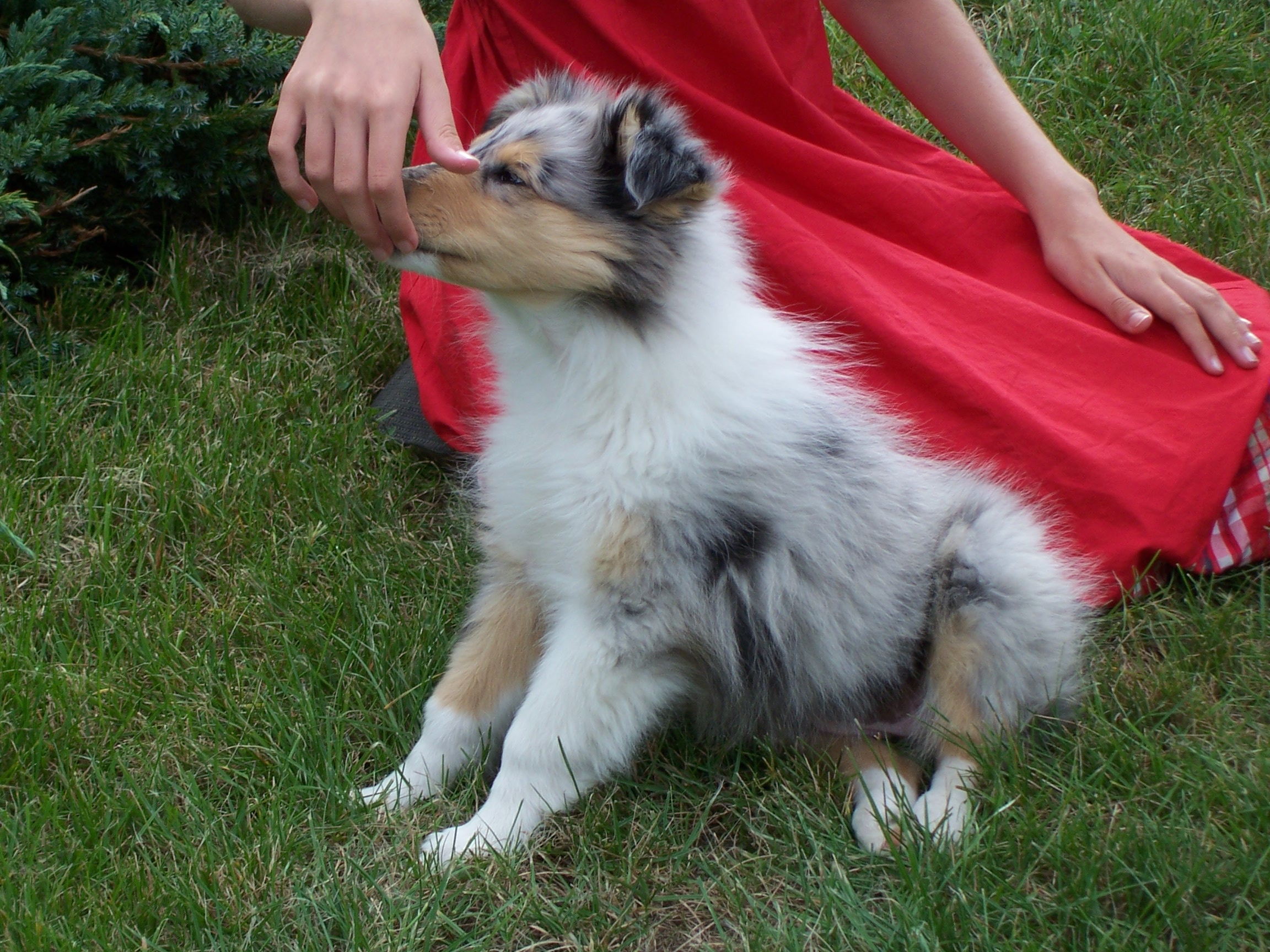 Nechajte ho čenichat!