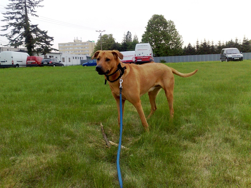 Čo to tak strašne rinčia?