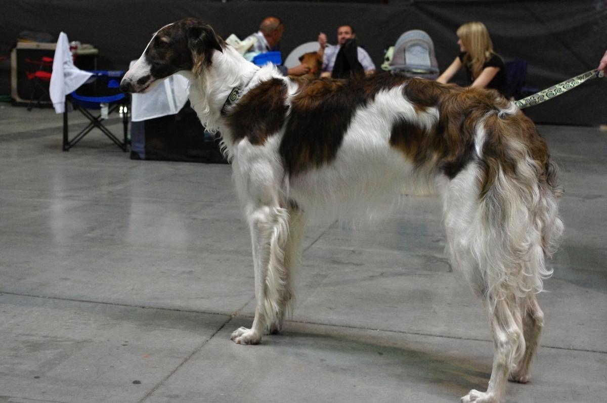 O endoparazitov pohľadom veterinára
