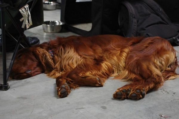 Bojazlivosť a homeopatiká