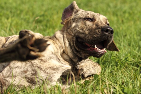 Cisárove nové šaty