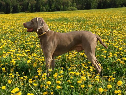 Odolnosť voči streľbe a orientácia