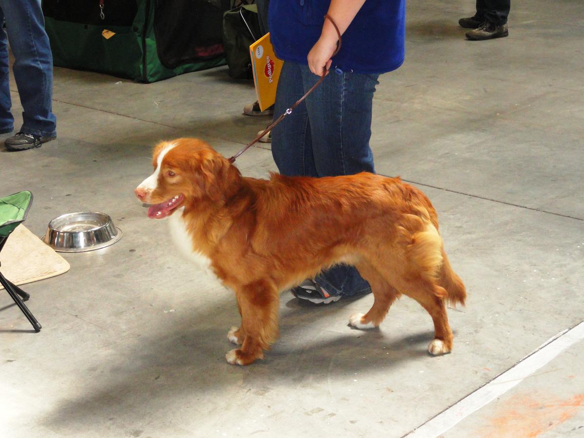 Vplyv stravy na zdravie psov