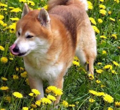 Tip na hru: vyňuchanie jedla