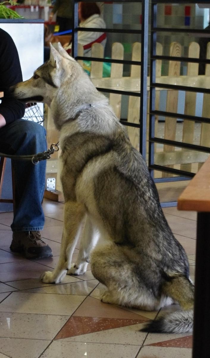 Spoločnosť Royal Canin sa striktne dištancuje od zvieracích zápasov na Ukrajine