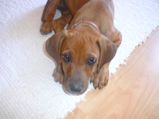 Otázky o potravinovej alergii