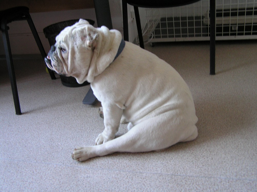 Pomôže kastrácia?