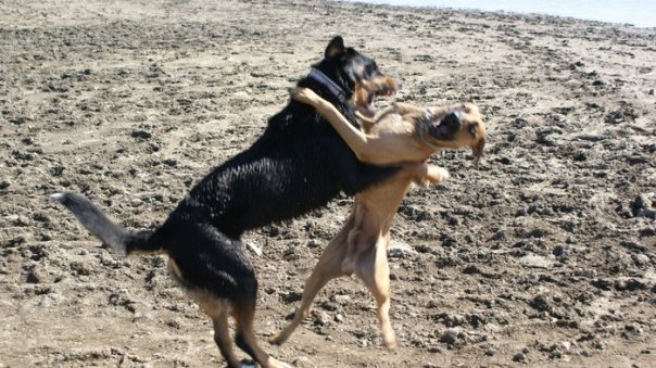 Pohryznutia a homeopatiká