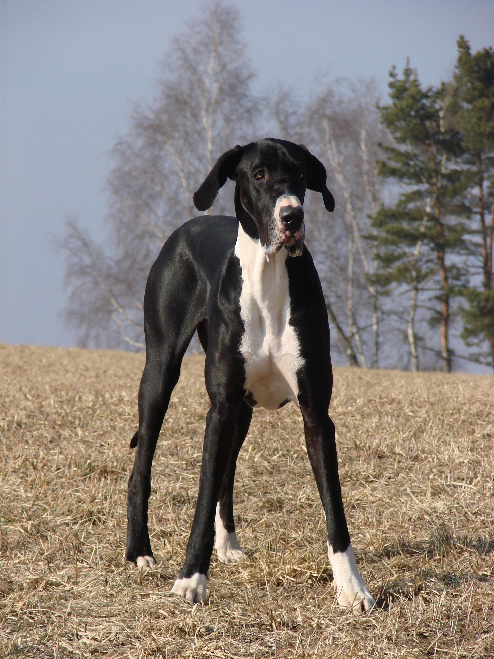 Príčinou spondylartróza môže byť nedostatočnosť obličiek