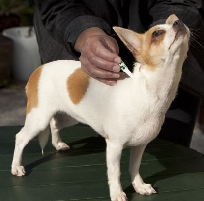 Aj na dovolenke útočí parazity