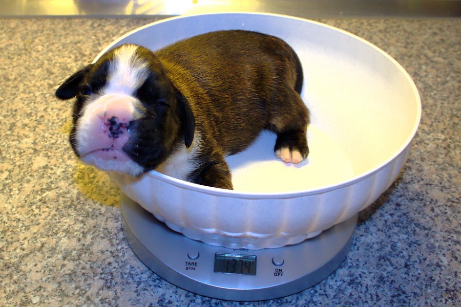 Vážení - prvý kontakt s človekom