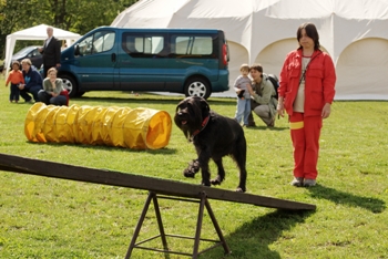 Pozvánka na svetový deň zvierat