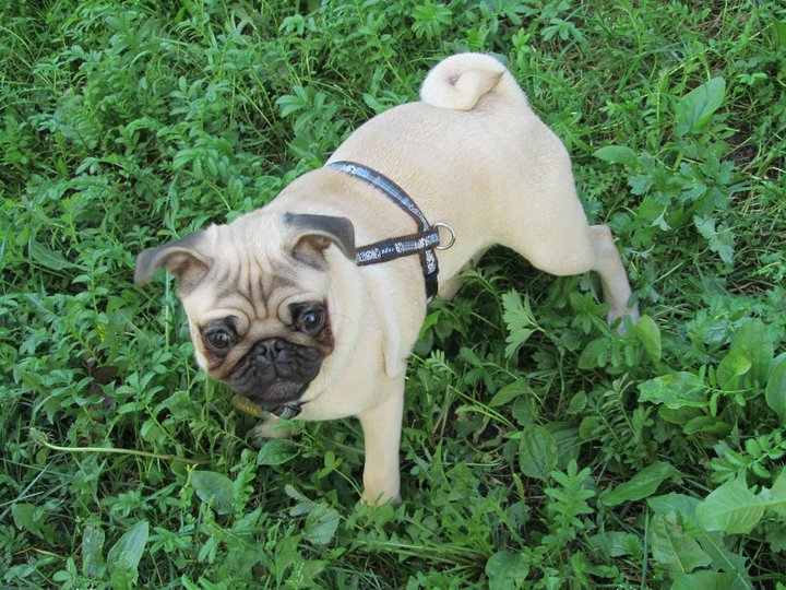 Na čo sú dobré veselé triky?