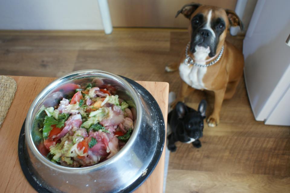 Oleje vo výžive psov