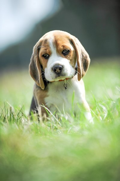 Fotosúťaž pokračuje, vyhrajte BecoBalíček