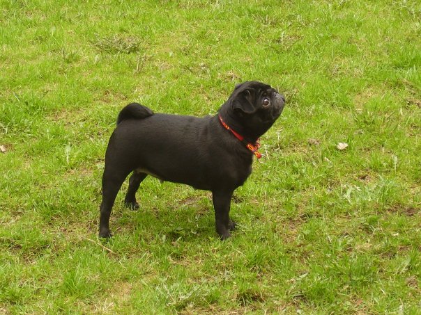 Homeopatická liečba hnačky a vracania