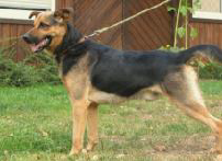 Potrebná pomoc zvieracím hrdinom z útulkov