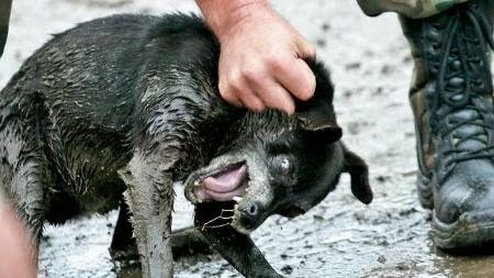 Aktuálne: Protest proti zabíjaniu psov v Rumunsku