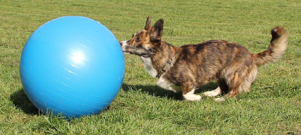 Pozvánka na súťaž v treibballu