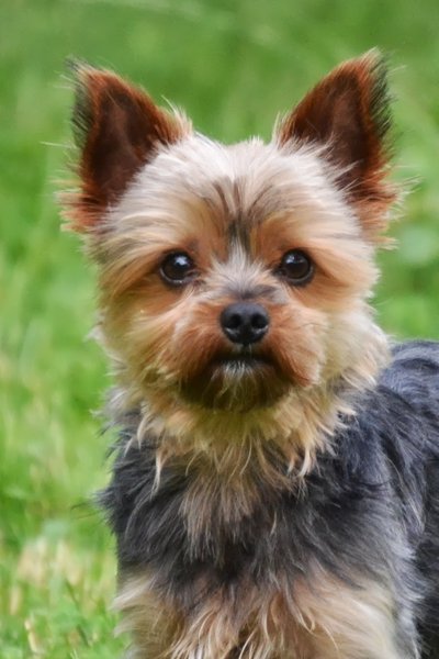 Psy a výtvarné umenie