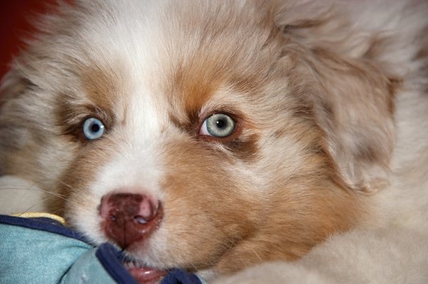 Prieskum - investície do bývania a domáce maznáčikovia