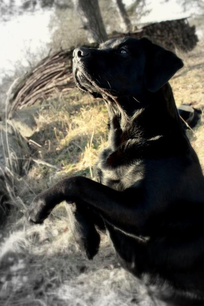 Chodí váš pes po zadných?