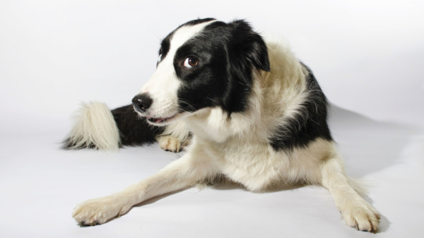 Bylinky a ďalšie rastlinné výťažky v granulách